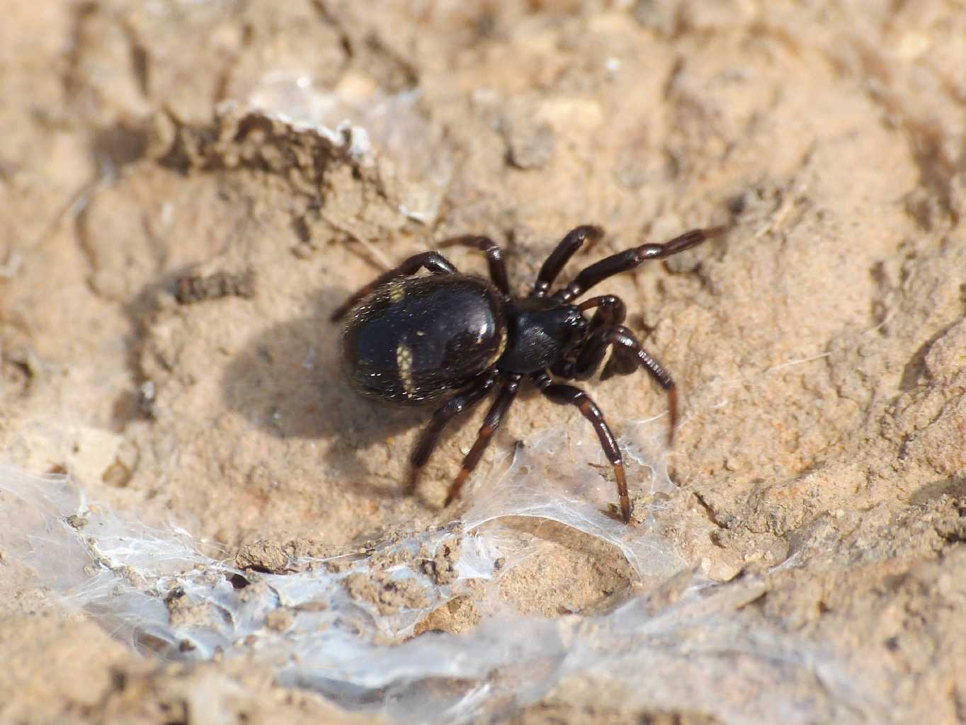 Asagena phalerata.